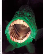 karp.webp