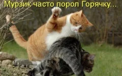 котя1.webp