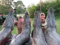 alligator_fish_03.webp
