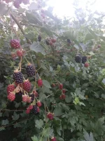20220821_075208.webp