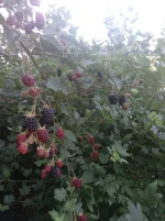 20220821_075157.webp