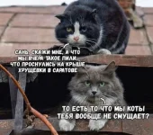 5454350_original.webp