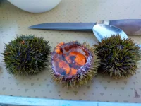 IMG-20220822-WA0009.webp