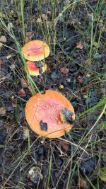 IMG-20220918-WA0002.webp