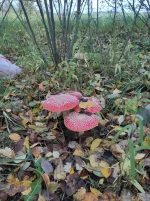 IMG_20221006_174021.webp