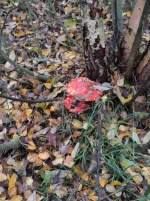 IMG_20221006_180049.webp