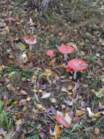 IMG_20221006_175800.webp