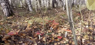 IMG_20221015_114314.webp