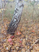 IMG_20221018_145359.webp