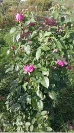 IMG_20221016_113526.webp