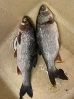 IMG-20221023-WA0018.webp