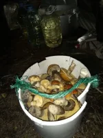IMG-20221106-WA0009.webp