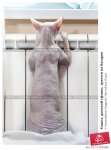 koshka-donskoi-sfinks-greetsya-na-bataree-0007169883-preview.jpg