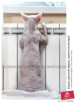 koshka-donskoi-sfinks-greetsya-na-bataree-0007169883-preview.webp