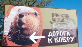 17428597.webp