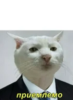 kot-priemlemo-shablon.webp