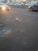 Tx1jwgfkGYfwa2zbj6lWKXcHTTeSytglxoi6_9d-P-spBhaR5fOSIjGZkuYDTslX9j0JZX6c2vxL_Ccd6vCk-bbG.jpg