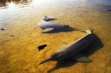6-amazon-river-dolphin-greg-ochocki.webp 6-amazon-river-dolphin-greg-ochocki.webp