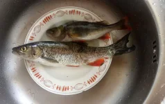 IMG_20230618_112452.webp
