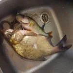 gOQbMGKZeD8.jpg