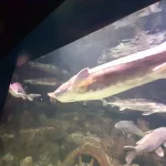 zjsdiOpp7Sw.webp