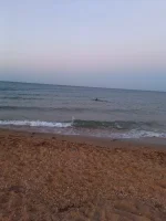 IMG-20230806-WA0001.webp IMG-20230806-WA0001.webp