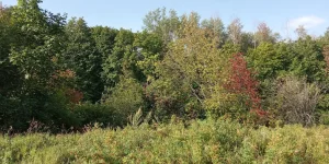 IMG_20230813_075254.webp