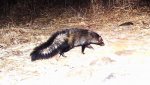Bushy-tailed_mongoose_-_Snapshot_Safari_Ruaha1.jpg