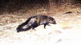 Bushy-tailed_mongoose_-_Snapshot_Safari_Ruaha1.webp