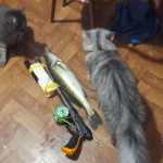 20230908_053501.webp