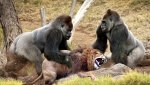 wild_animal_5_26054245.jpg