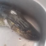 2_rMztsKTVc.webp