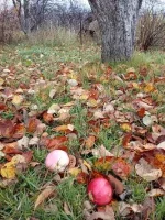 IMG_20191012_084812.webp