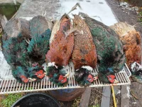 IMG-20231028-WA0007.webp IMG-20231028-WA0007.webp