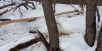IMG_20240317_094759.jpg