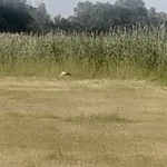 20240718_070006.webp
