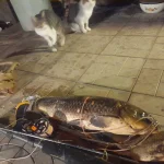 20240726_032553.webp 20240726_032553.webp