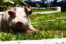 grass-farm-pet-mammal-pink-vertebrate-pig-domestic-pig-pigg-pig-like-mammal-683255.webp