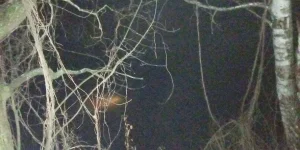 IMG_20241124_113856.webp