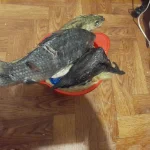20241231_193053.webp