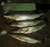 IMG_20250109_002339_edit_181013312280191.webp