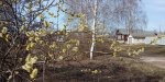 IMG_20250415_092940.jpg