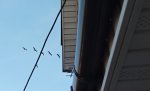 IMG_20250415_200233.jpg