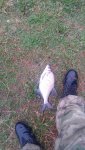 IMG-20250617-WA0022.jpeg