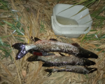 IMG_20250922_214455.png