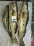 IMG_20251015_090529.jpg