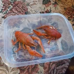 20251120_081455.webp