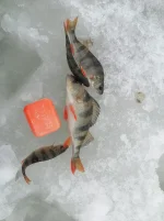 IMG_20260107_125559.webp