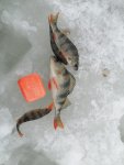 IMG_20260107_125559.jpg