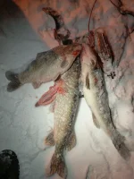 IMG_20260128_233953.webp